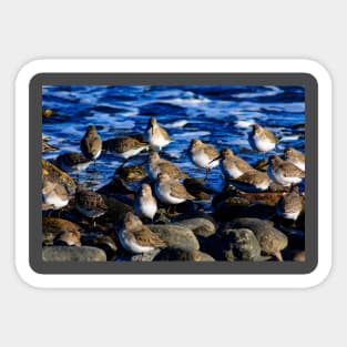 Sandpipers Sticker